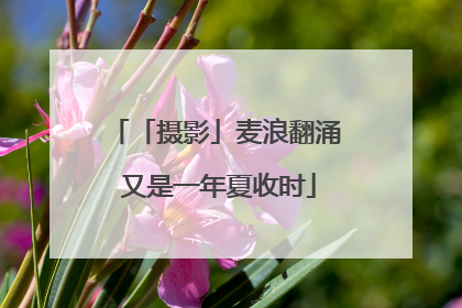 「摄影」麦浪翻涌 又是一年夏收时