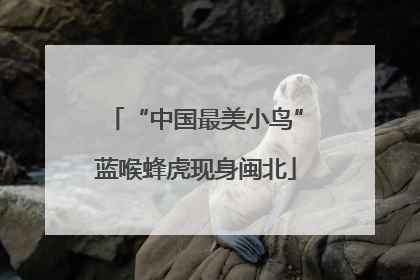 “中国最美小鸟”蓝喉蜂虎现身闽北