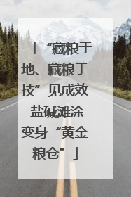 “藏粮于地、藏粮于技”见成效 盐碱滩涂变身“黄金粮仓”