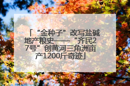 “金种子”改写盐碱地产粮史——“齐民27号”创黄河三角洲亩产1200斤奇迹