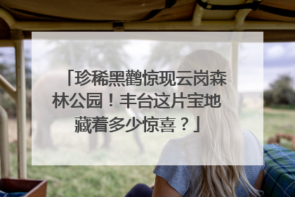 珍稀黑鹳惊现云岗森林公园！丰台这片宝地藏着多少惊喜？
