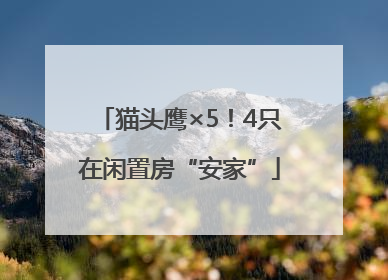猫头鹰×5！4只在闲置房“安家”