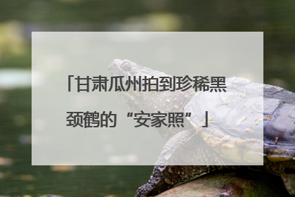 甘肃瓜州拍到珍稀黑颈鹤的“安家照”