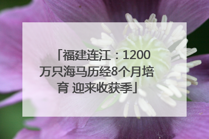 福建连江:1200万只海马历经8个月培育 迎来收获季
