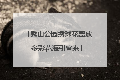 秀山公园绣球花盛放 多彩花海引客来