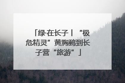 绿·在长子丨“极危精灵”黄胸鹀到长子营“旅游”