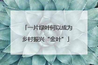 一片绿叶何以成为乡村振兴“金叶”
