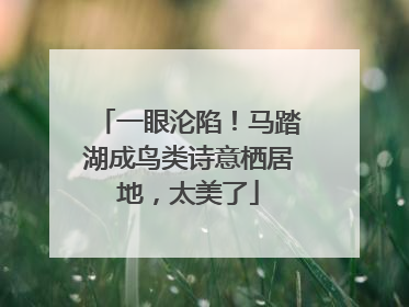 一眼沦陷！马踏湖成鸟类诗意栖居地，太美了