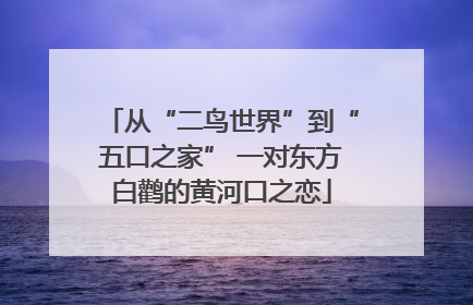 从“二鸟世界”到“五口之家” 一对东方白鹳的黄河口之恋