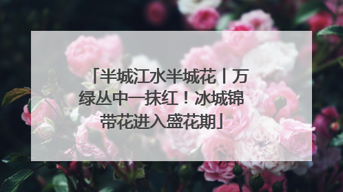 半城江水半城花丨万绿丛中一抹红！冰城锦带花进入盛花期
