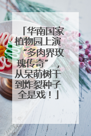 华南国家植物园上演“多肉界玫瑰传奇”，从呆萌树干到炸裂种子全是戏！