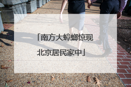 南方大蟑螂惊现北京居民家中