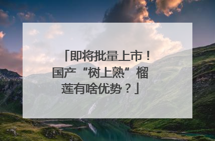 即将批量上市！国产“树上熟”榴莲有啥优势？