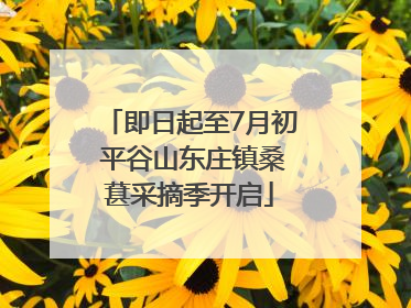即日起至7月初 平谷山东庄镇桑葚采摘季开启
