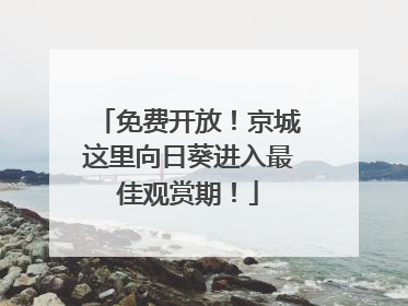 免费开放！京城这里向日葵进入最佳观赏期！