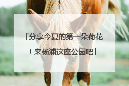 分享今夏的第一朵荷花！来杨浦这座公园吧
