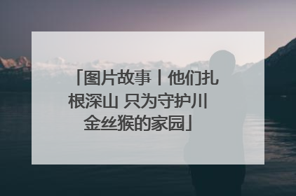 图片故事丨他们扎根深山 只为守护川金丝猴的家园