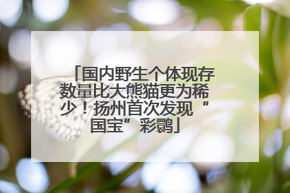 国内野生个体现存数量比大熊猫更为稀少！扬州首次发现“国宝”彩鹮