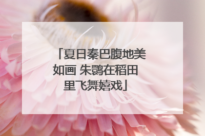 夏日秦巴腹地美如画 朱鹮在稻田里飞舞嬉戏