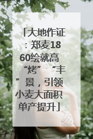 大地作证：郑麦1860绘就高“烤”“丰”景，引领小麦大面积单产提升