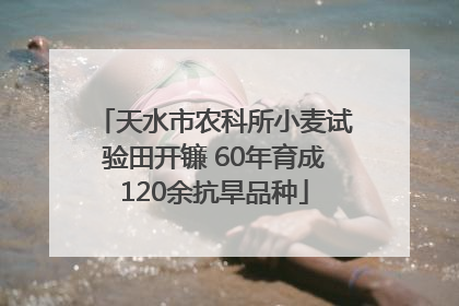 天水市农科所小麦试验田开镰 60年育成120余抗旱品种