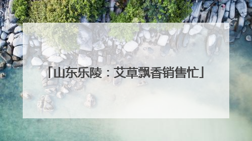 山东乐陵：艾草飘香销售忙