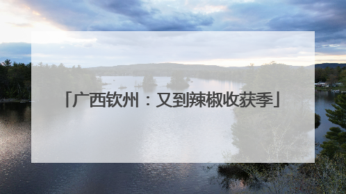 广西钦州：又到辣椒收获季