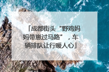 成都街头“野鸡妈妈带崽过马路”，车辆排队让行暖人心