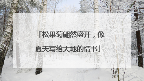 松果菊翩然盛开，像夏天写给大地的情书