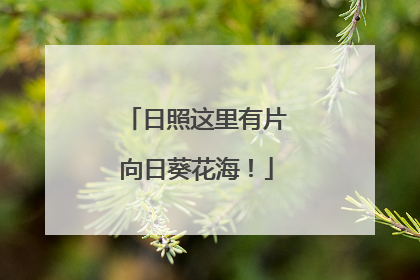 日照这里有片向日葵花海！