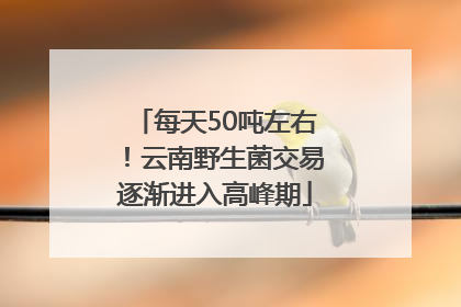 每天50吨左右！云南野生菌交易逐渐进入高峰期