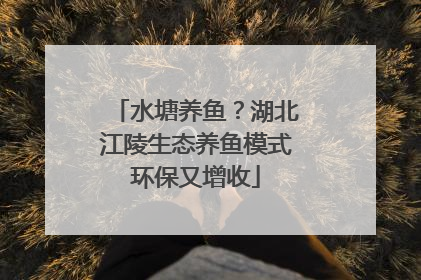 水塘养鱼？湖北江陵生态养鱼模式环保又增收