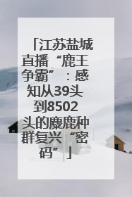 江苏盐城直播“鹿王争霸”：感知从39头到8502头的麋鹿种群复兴“密码”