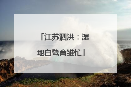 江苏泗洪：湿地白鹭育雏忙