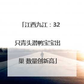 江西九江：32只青头潜鸭宝宝出巢 数量创新高