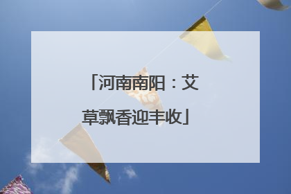 河南南阳：艾草飘香迎丰收