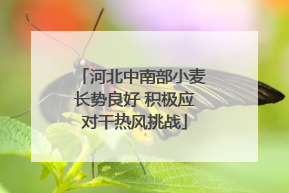 河北中南部小麦长势良好 积极应对干热风挑战