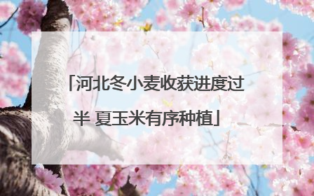 河北冬小麦收获进度过半 夏玉米有序种植