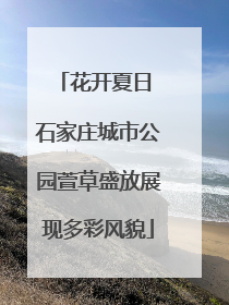 花开夏日 石家庄城市公园萱草盛放展现多彩风貌