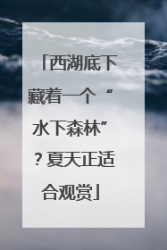 西湖底下藏着一个“水下森林”？夏天正适合观赏