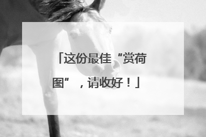 这份最佳“赏荷图”，请收好！