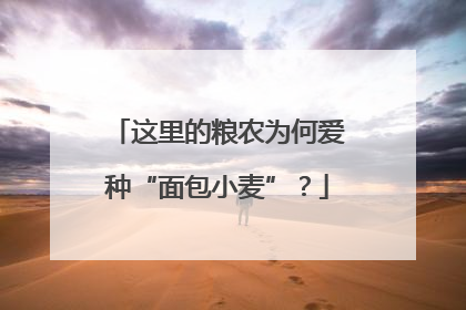 这里的粮农为何爱种“面包小麦”？