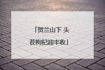 贺兰山下 头茬枸杞迎丰收