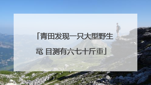 青田发现一只大型野生鼋 目测有六七十斤重