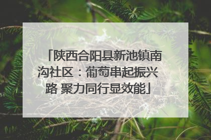 陕西合阳县新池镇南沟社区：葡萄串起振兴路 聚力同行显效能