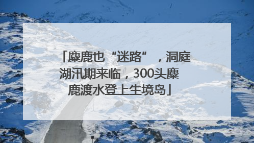麋鹿也“迷路”，洞庭湖汛期来临，300头麋鹿渡水登上生境岛