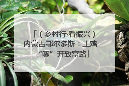 （乡村行·看振兴）内蒙古鄂尔多斯：土鸡“啄”开致富路