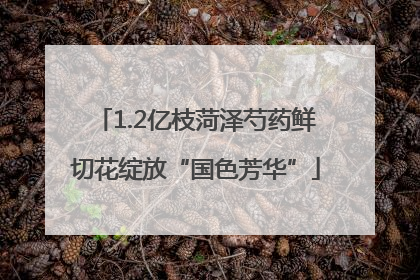 1.2亿枝菏泽芍药鲜切花绽放“国色芳华”